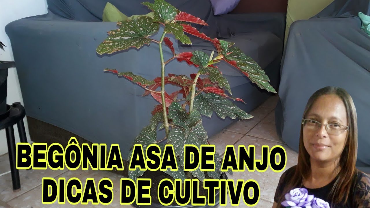 BEGÔNIA ASA DE ANJO DICAS DE CULTIVO - thptnganamst.edu.vn