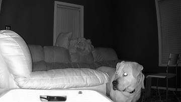 Reolink Captures: Naughty Pet Caught in the Act