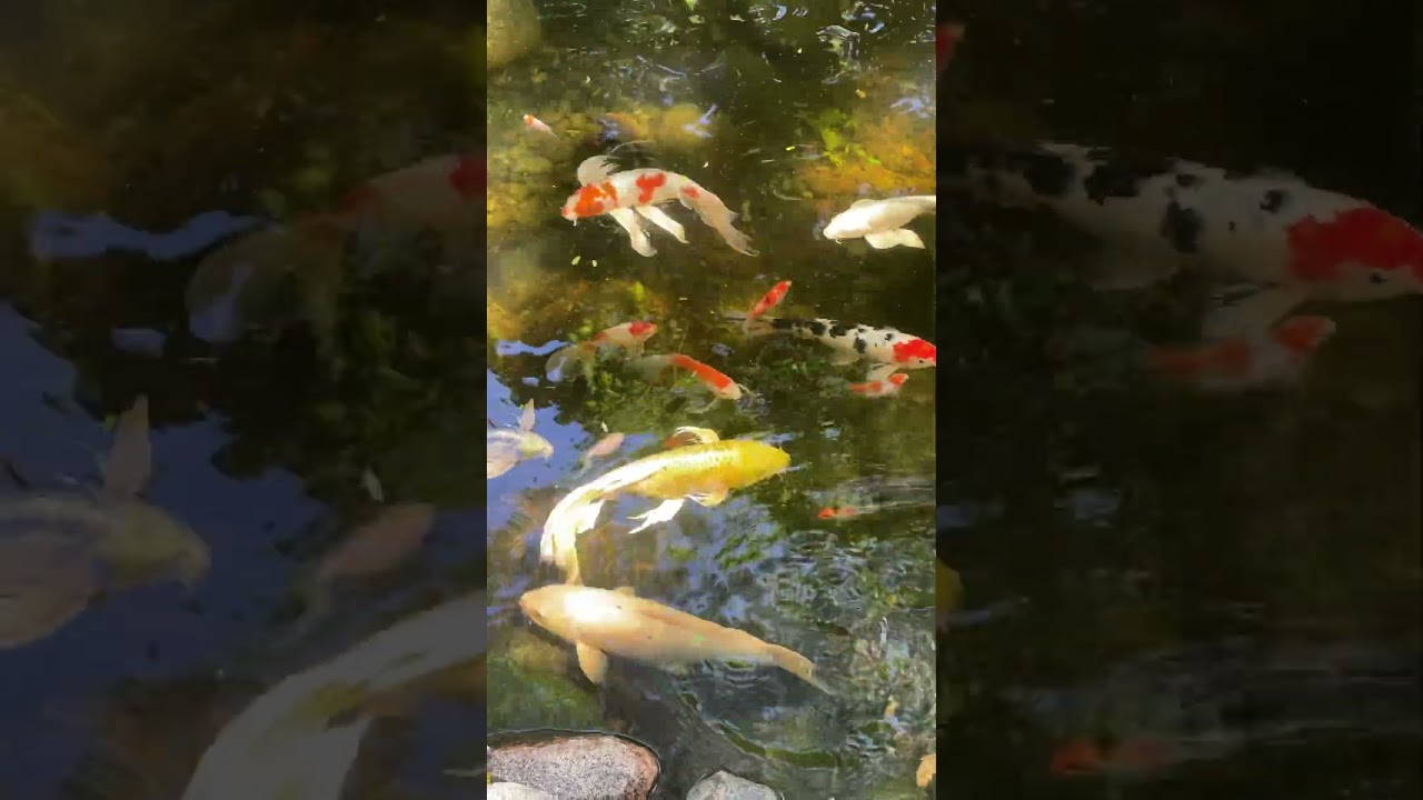 Koi swimming in the summer sun