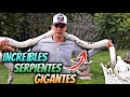 Increíbles Pitones Reticulados Gigantes Con Jose Luis Ugalde