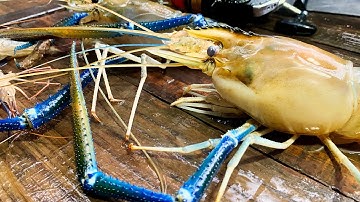 Thương Vlog Câu Tôm Sông Tiền - Điểm Câu Nhiều Bất Ngờ @Xuanthuong91