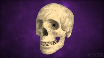 Human skeletal system - For middle school Biology students(grades 6 to 8)