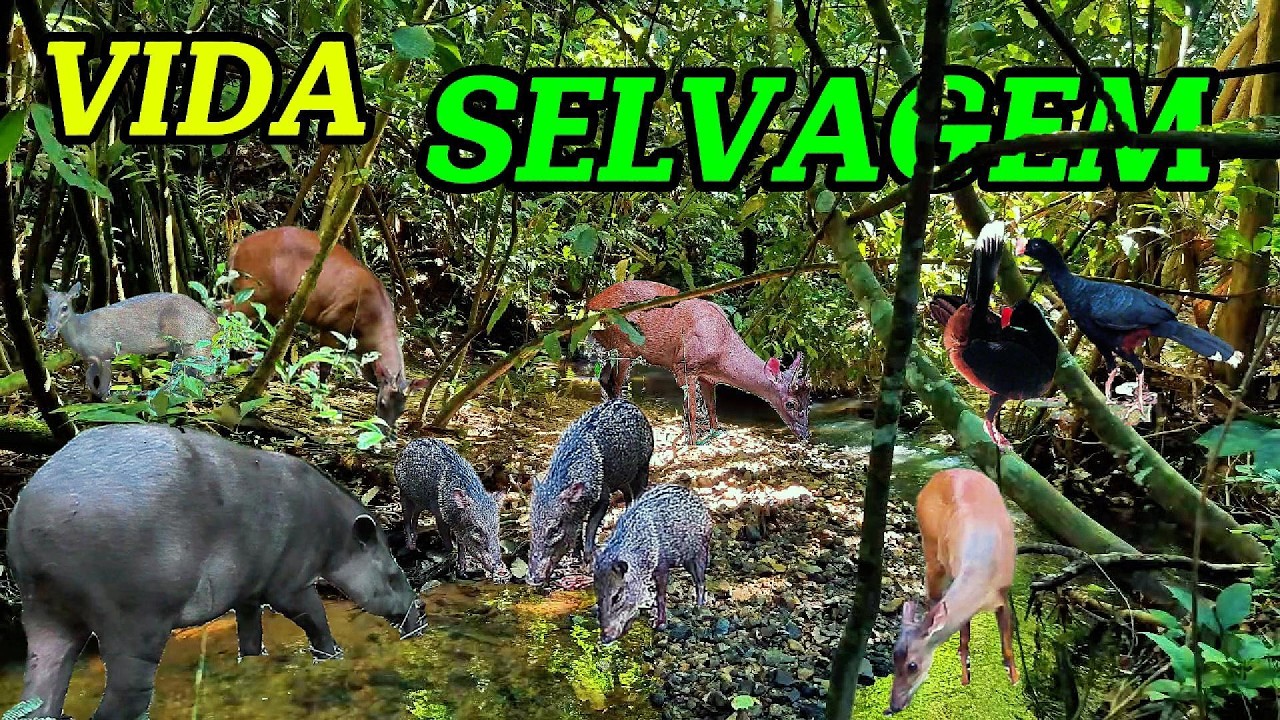 Incrível! Muitos Veados Mateiros Passando Pela Mesma Fruteira. Registros De Aves Raras Da Região!