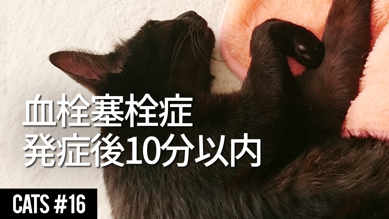 咳をしたら気を付けて！】猫 大動脈血栓塞栓症 発症から10分 [心筋症 