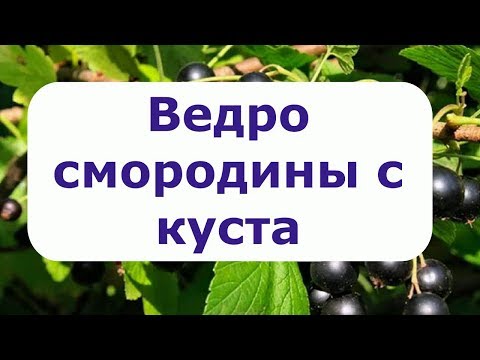 329.Как получить ведро смородины с куста