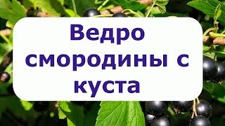 329.Как получить ведро смородины с куста