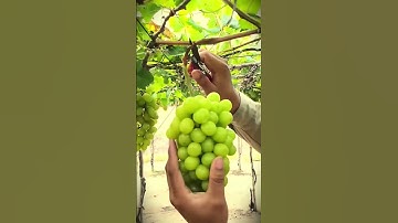 simple tricks to cut grapes properly so they don