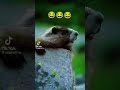 कुदुस और उसके दोस्तों की मज़ेदार शरारतें 😄 | Kudus Funny Friendship Video | Best Comedy Shorts 2025।