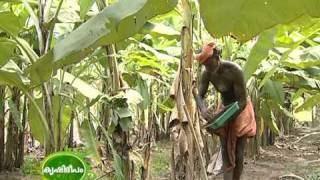 Cultivation of Kaveri Banana (Pisang lilin) : A new banana variety