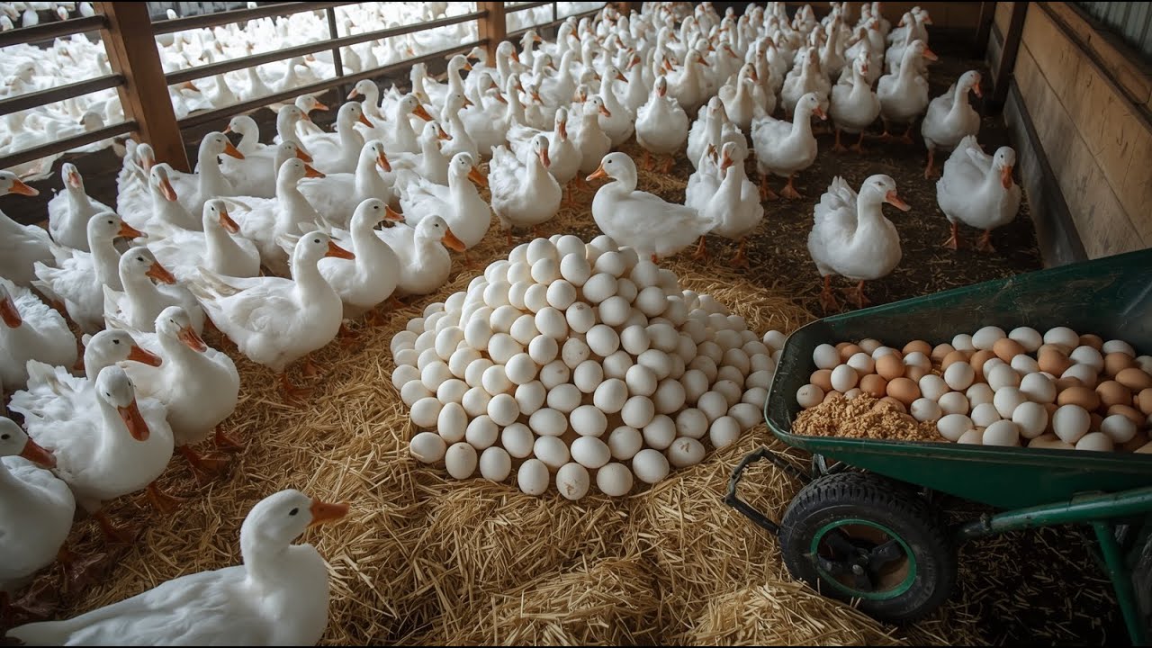 How to Raise Ducks for Beginners: Proper Rice Husk Bedding & Egg Arrangement for Higher Production