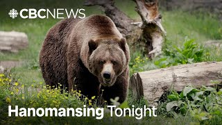 2Nd Grizzly Bear Captured Following B.c. Attack Hanomansing Tonight