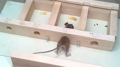 What size hole can a rat squeeze through?