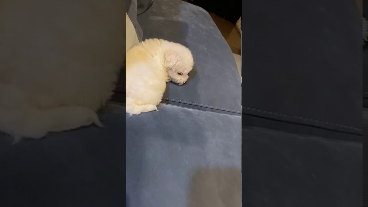 200806 baechu.island 애쉬아일랜드 (윤진영) 인스타 라이브 방송