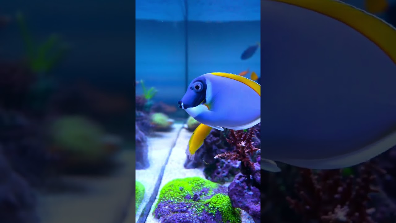 Powder Blue Tang