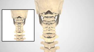 PCF Patient Education Animation US