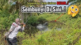 WINDOSPECT TO GET 2 LARGE GARBAGE FISH || THE Malignant Snakehead Fish Strikes AT THIS SPOT