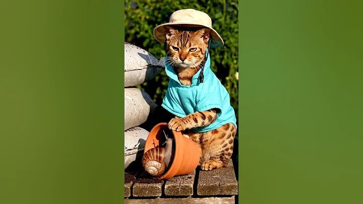 Watch the video about A Savannah Cat is Gardening with a cluster of water lilies in the garden pond
