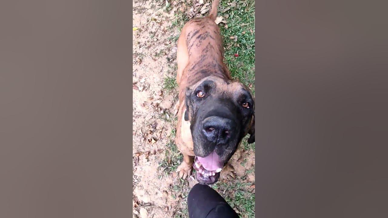 fila brasileiro gigante preto