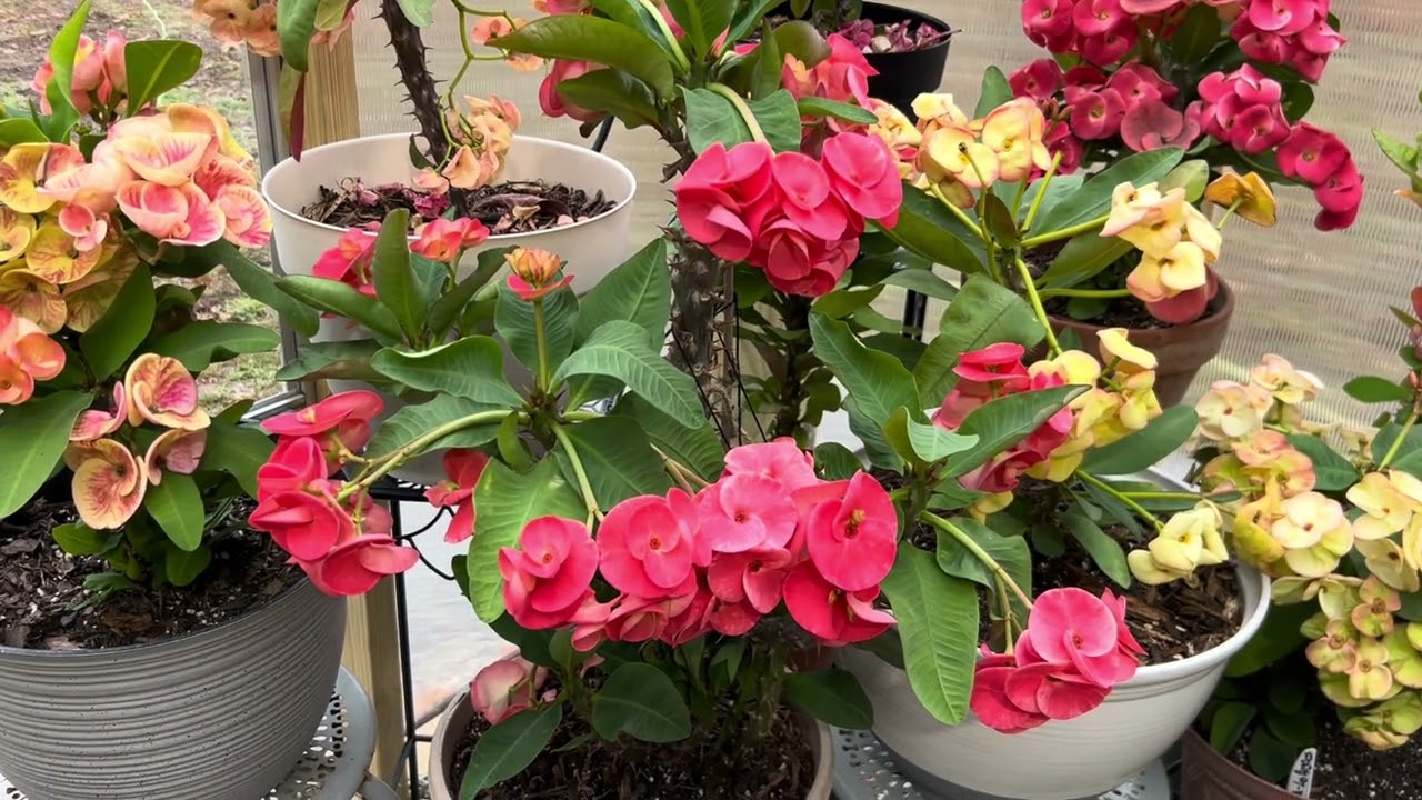 Contestando Un Comentario 