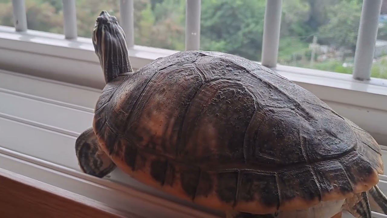 거북이 장수의 여름 햇볕 ☀️(Turtle Jangsoo’s Sunbath)