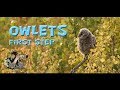 Bird photography - Ural Owlet take its first step in to the wild