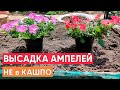 Высадка АМПЕЛЬНЫХ петуний для пышного длительного цветения. Высадка  петуний НЕ в кашпо!