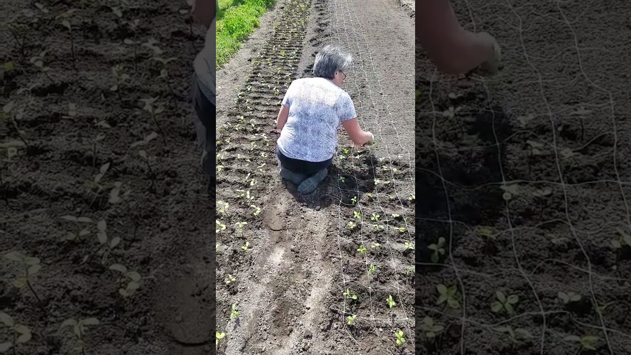 Are you planting weekly sunflowers? If you are a flower farmer it is totally worth it! Sunflowers