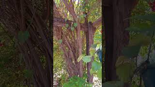 AVIA TERAI- Chaco Los sonidos y colores del patio de mi casa. Karen Konsimal