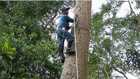 Cưa cây dầu siêu khủng gần nhà .Cưa cây kỹ thuật cao