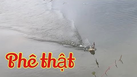 Câu cá lóc đồng vuông tôm toàn cá khủng-#Quê tôi miền Tây vlogs