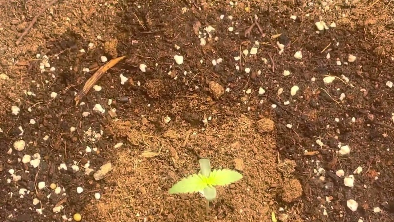 Day 5 auto flower double grape by Mephisto