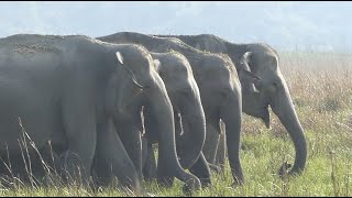 Corbett Elephants and a grassland tiger. Great sightings on the afternoon drive.