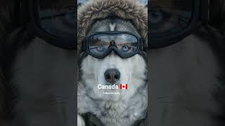 Royal Canadian Inuit Dog in Métis Sash at Niagara Falls — Ontario, Canada 🇨🇦