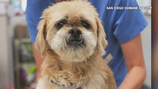 Support San Diego Humane Society this Giving Tuesday @fox5sd