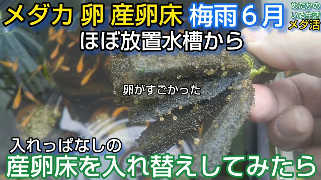 メダカ ほぼ放置水槽から入れっぱなしの産卵床を入れ替えてみたら卵が凄すぎた 関東梅雨入り アライグマ被害 メダ活 初夏 梅雨 6月 Youtube メダカ ほぼ放置水槽から入れっぱなしの産卵床を入れ替えてみたら卵が凄すぎた 関東梅雨入り アライグマ被害 メダ活 初夏 梅雨 6月 Youtube
