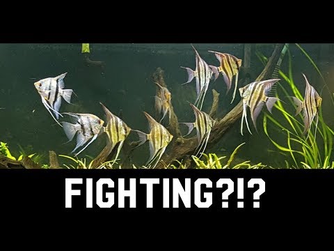 Video: Angelfish жөнүндө 5 факт