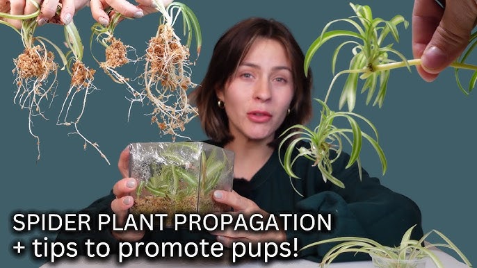 How to Propagate Spider Plants Using 3 Different Methods