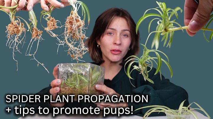 How To Propagate Spider Plants the Correct way from Start to Finish COMPLETE PROCESS - DayDayNews