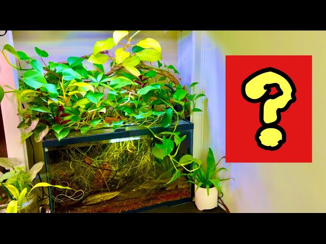 climbing philodendron for sale Philodendron subhastatum 6.5"