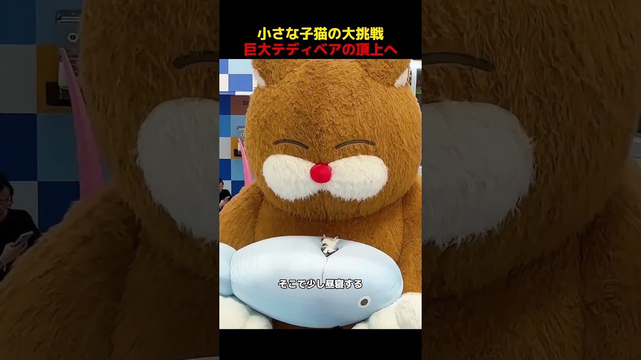 小さな子猫の大挑戦、巨大テディベアの頂上へ！#shorts #動物 #ペット