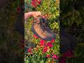 Waterproof Hiking Boots. Meet the Lems Boulder Boot Grip! #hiking #boots