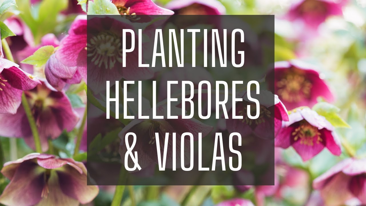 Planting Hellebores & Violas Winter Garden Planting Hellebores Plants Zone 8