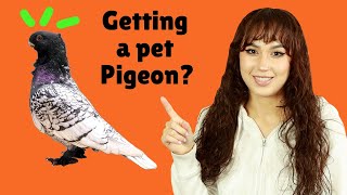 Are Pet Pigeons Right For You? Discover Pros and Cons You Need to Know Before Having a Pet Pigeon