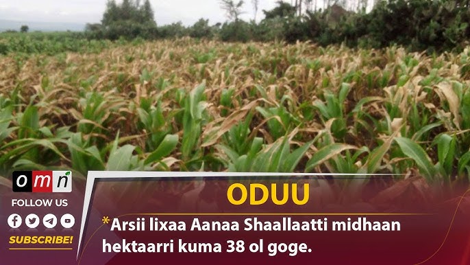 Jinsiy aloqa Yagotin ua Ikki qatlamli lenta kashtasi - vendmash86.ru veb-saytida