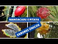 Mandacaru e pitaya sabores único@pomar da madame das frutas