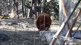 Cows in the Woods