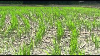 Direct Dry Seeded Rice production technology