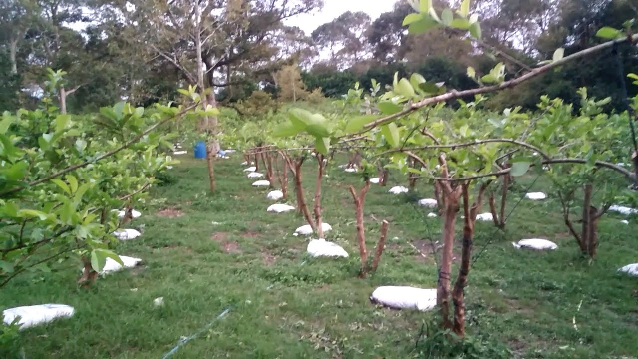 KEBUN JAMBU KRISTAL //SETELAH DI PANGKAS HASILNYA SEPERTI INI.