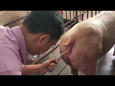 Video Kỹ Thuật Phối Giống Cho Heo Cực Kỳ Đơn Giản - youtube