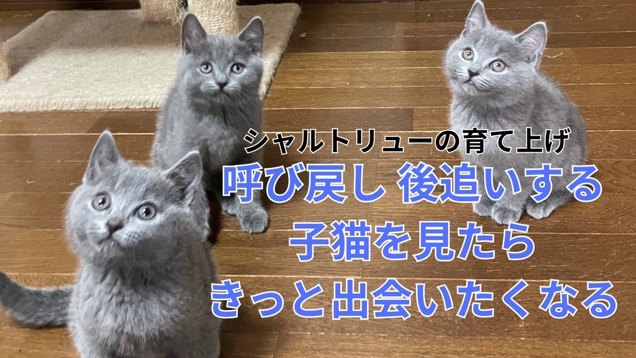 シャルトリューの子猫】に手を出すのに気をくれしている方は見ないで 